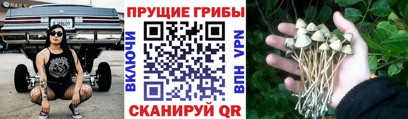 Псилоцибиновые грибы MAGIC MUSHROOMS  Чебоксары 